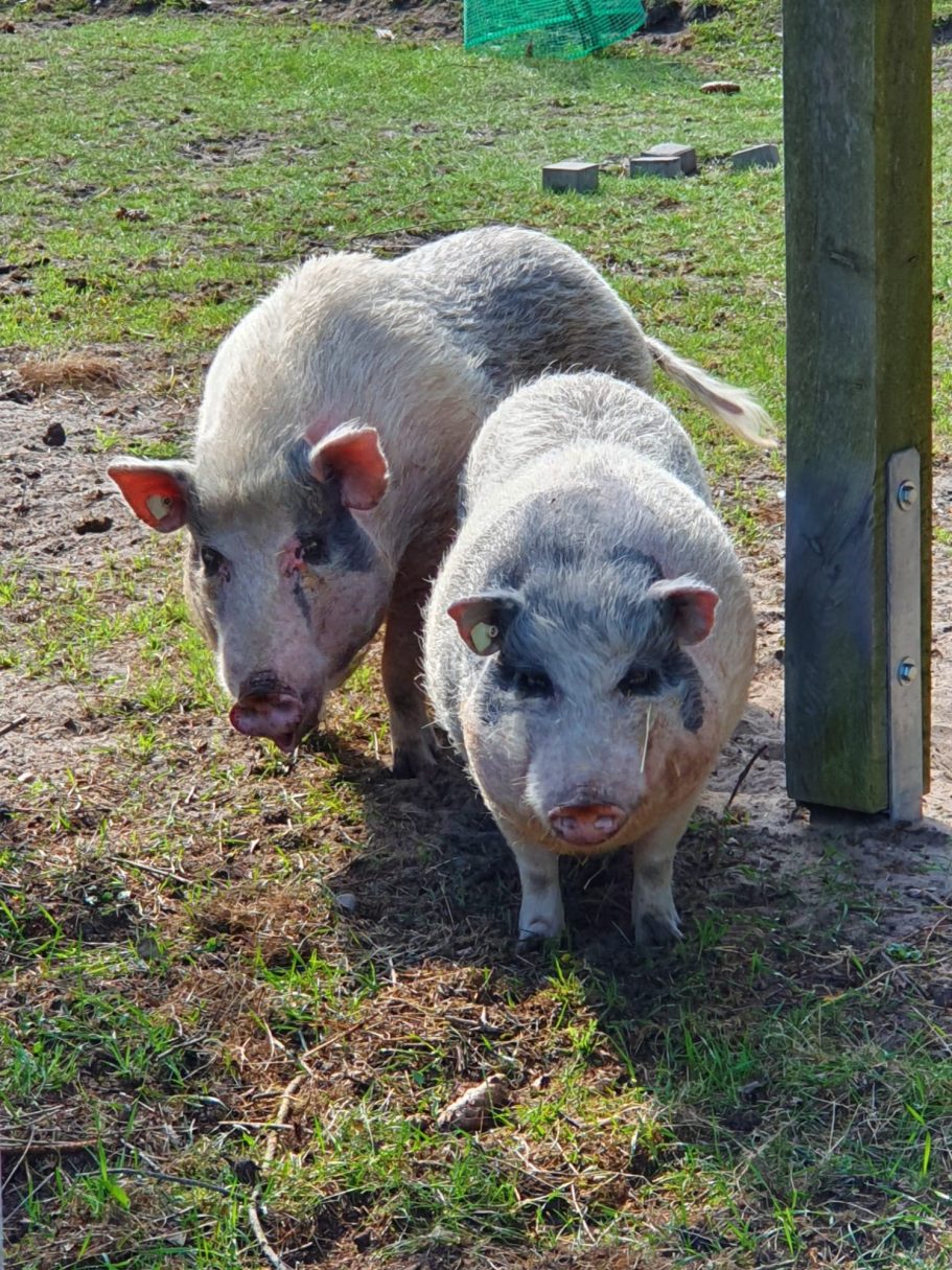 Liese und Lotte